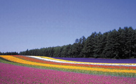 Furano