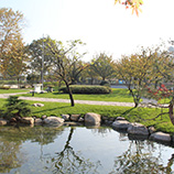 Japon bahcesi