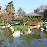 Japon bahcesi